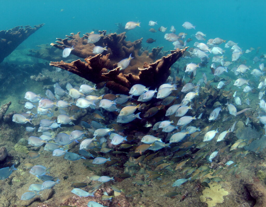 Underwater Habitats